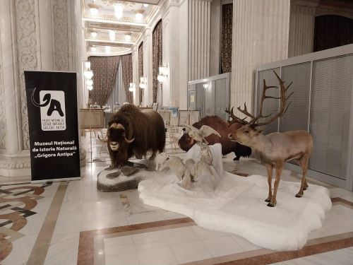 [Bild des Grigore Antipa Museums 2]
