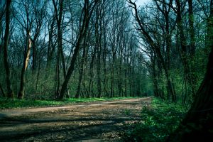 Der Baneasa Wald